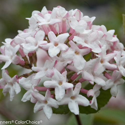 Spice Girl Koreanspice viburnum in a nursery pot