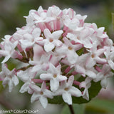Spice Girl Koreanspice viburnum in a nursery pot