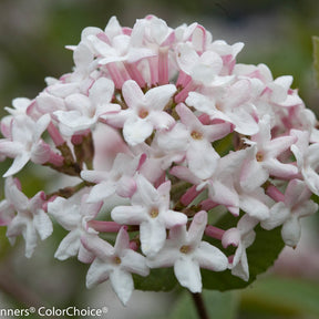 Spice Girl Koreanspice viburnum in a nursery pot