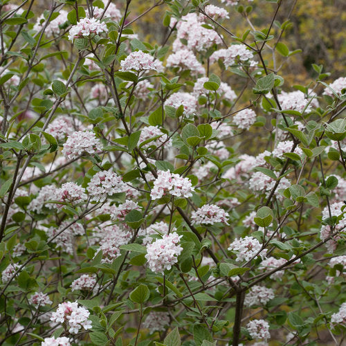 Koreanspice viburnum with white flowers in a pot