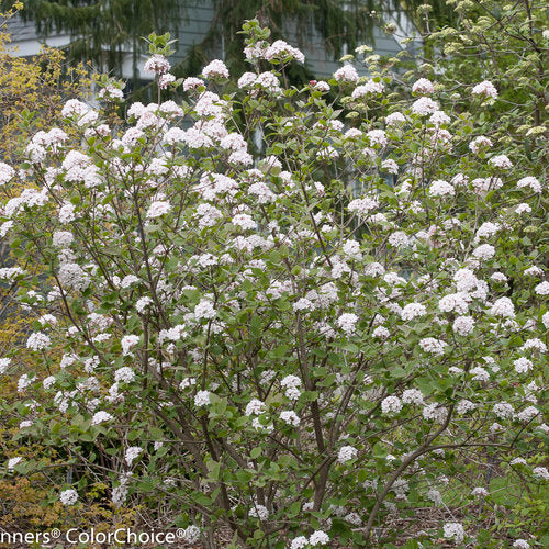 Spice Girl Koreanspice viburnum in a nursery pot