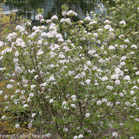 Spice Girl Koreanspice viburnum in a nursery pot