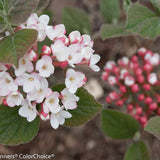 SPICE GIRL Koreanspice viburnum with pink flower clusters