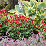Apple Slices' Spigelia with red and yellow flowers in bloom