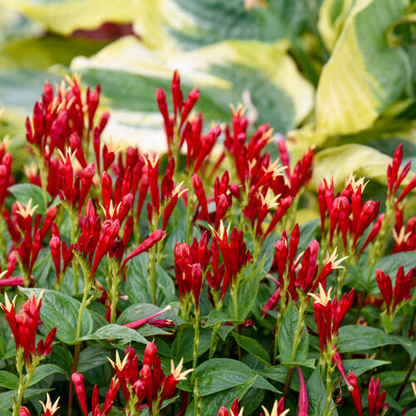 Apple Slices' Spigelia in a container with red flowers