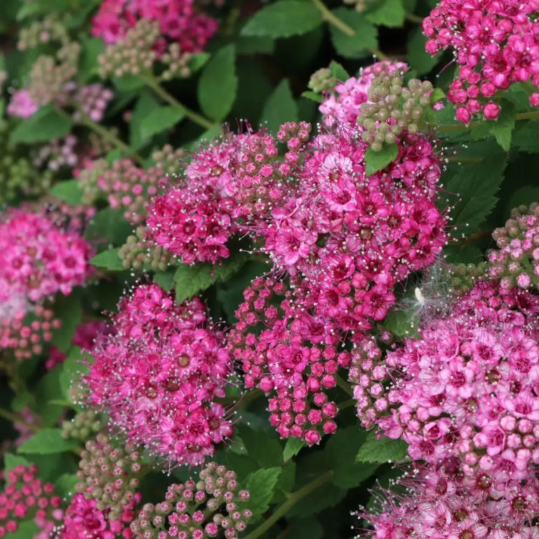 DOUBLE PLAY® PRINCESS™ Spiraea | Proven Winners® – Creekside
