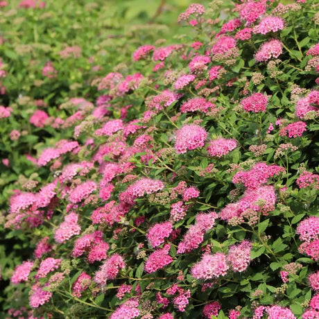 Double Play Princess spiraea with pink flowers in a pot