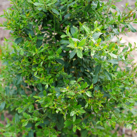 Squeeze Box inkberry holly in a nursery pot