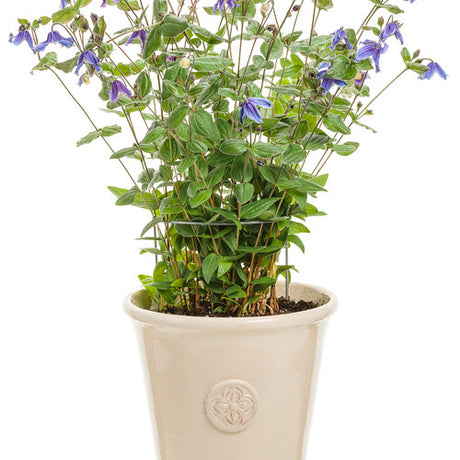 Bush clematis in a pot with purple flowers