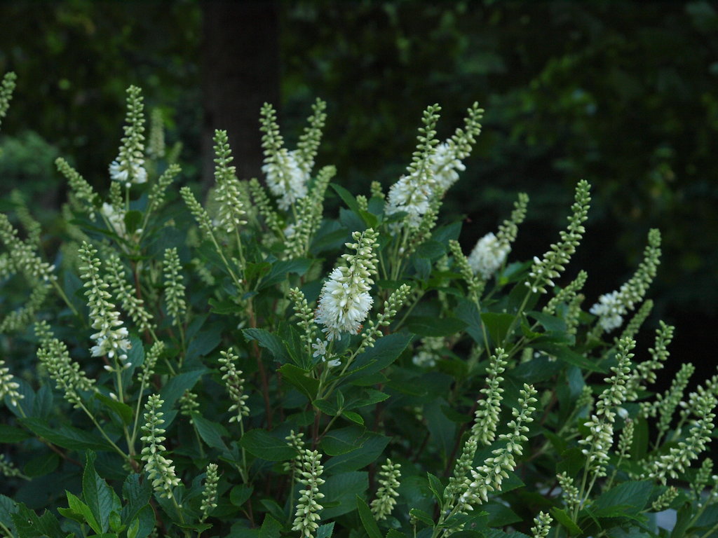 Sugartina Crystalina summersweet with white flower spikes