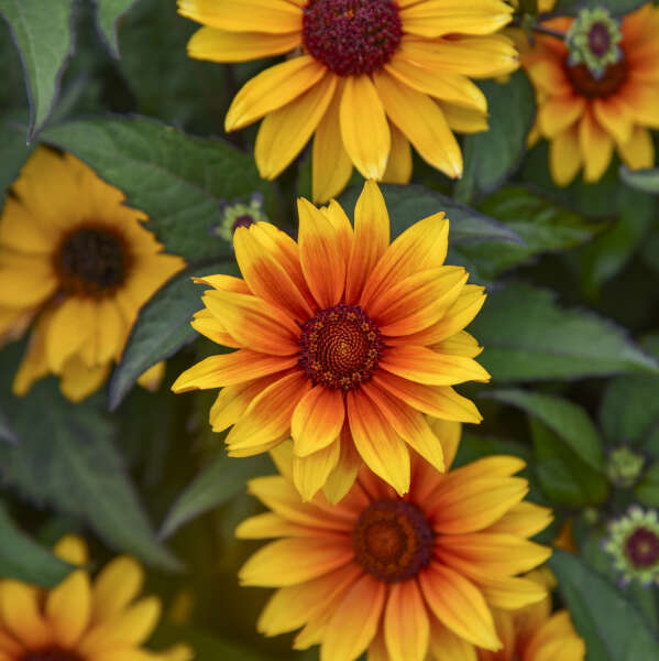 'Sundial' Heliopsis helianthoides | Creekside Champions™