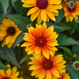'Sundial' Heliopsis helianthoides | Creekside Champions™