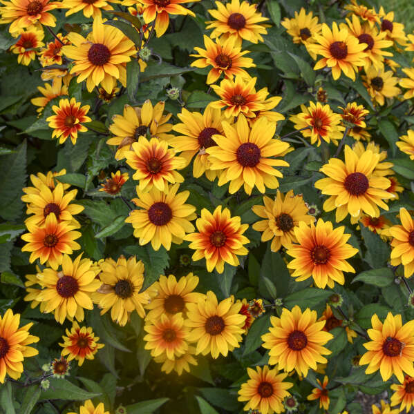 'Sundial' Heliopsis helianthoides | Creekside Champions™