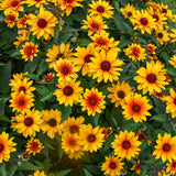 'Sundial' Heliopsis helianthoides | Creekside Champions™