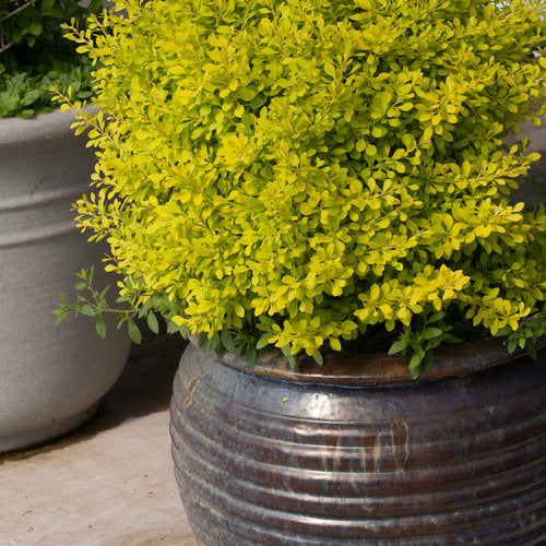 Sunjoy Citrus barberry in a nursery pot