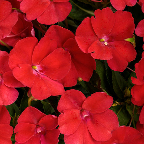 Red SunPatiens Compact Red impatiens in a nursery pot