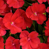 Red SunPatiens Compact Red impatiens in a nursery pot