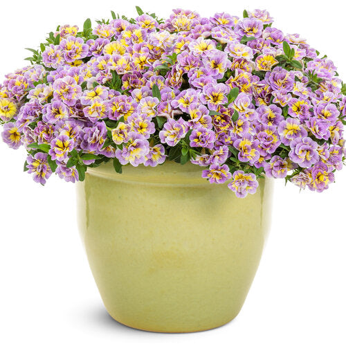 Superbells® Double Mardi Gras | Proven Winners