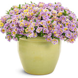Superbells® Double Mardi Gras | Proven Winners