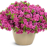 Superbells® Double Midnight Magenta | Proven Winners