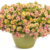 Superbells Magic Double Grapefruit calibrachoa with double flowers