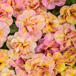 Superbells Magic Double Grapefruit calibrachoa in bloom in pot