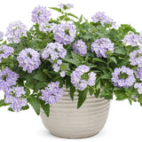 Superbena Stormburst verbena with purple flowers in a pot