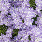 Superbena Stormburst trailing verbena in a nursery pot
