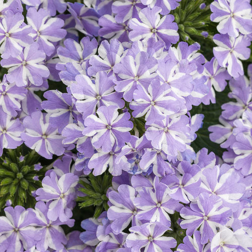 Superbena Stormburst trailing verbena in a nursery pot
