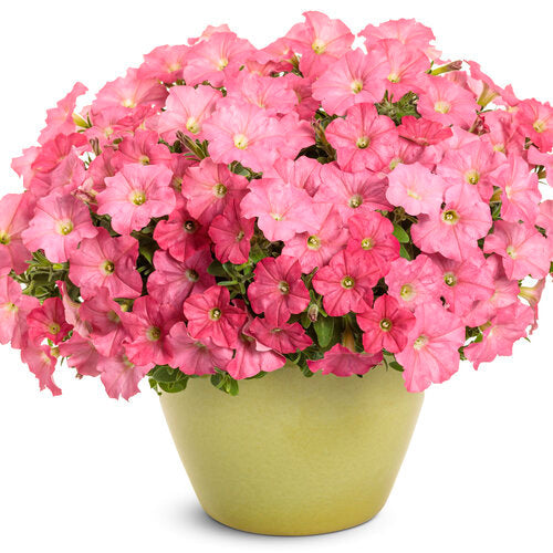 Supertunia Bermuda Beach petunia in a pot with pink blooms