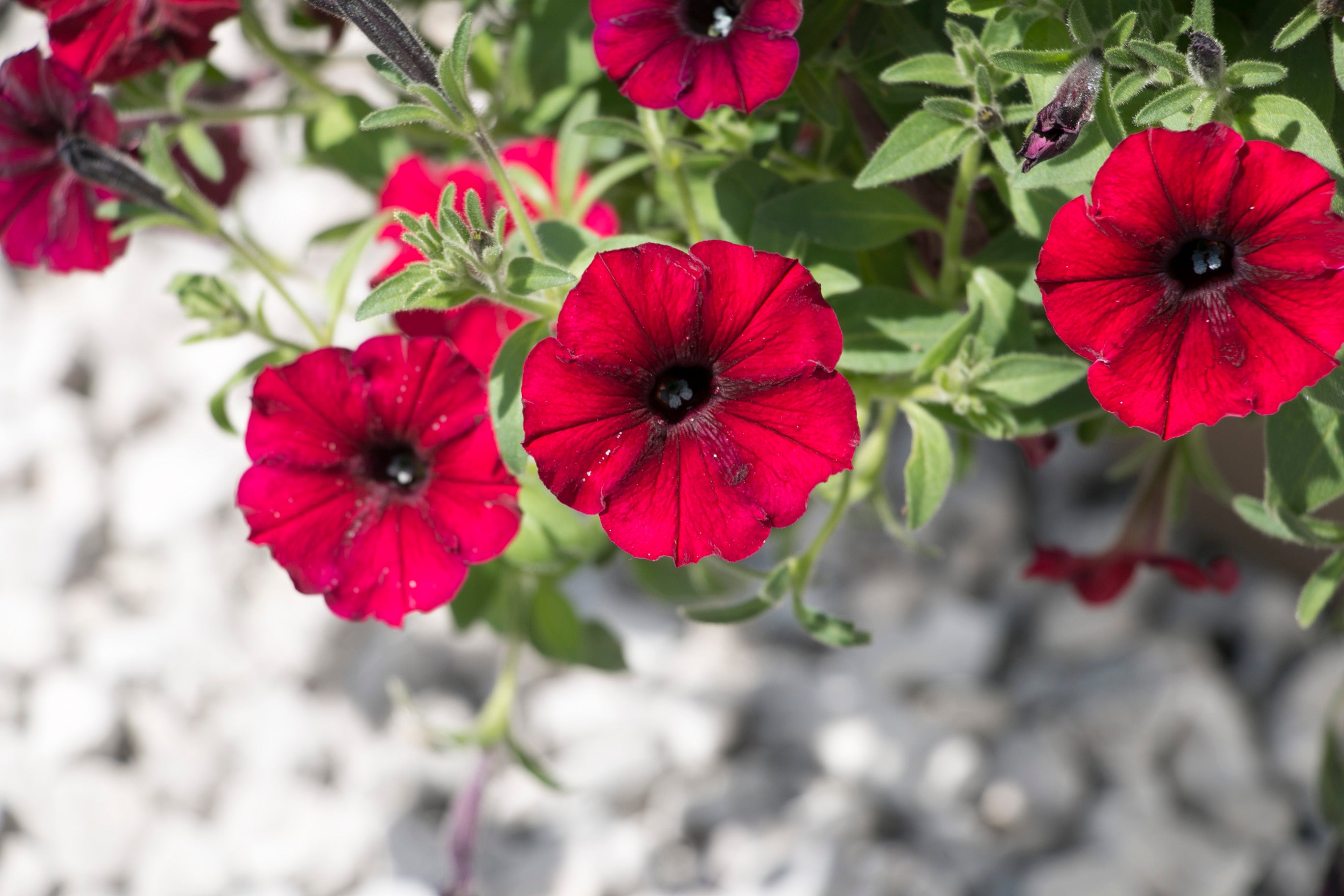 Supertunia® Black Cherry® Petunia | Proven Winners® – Creekside