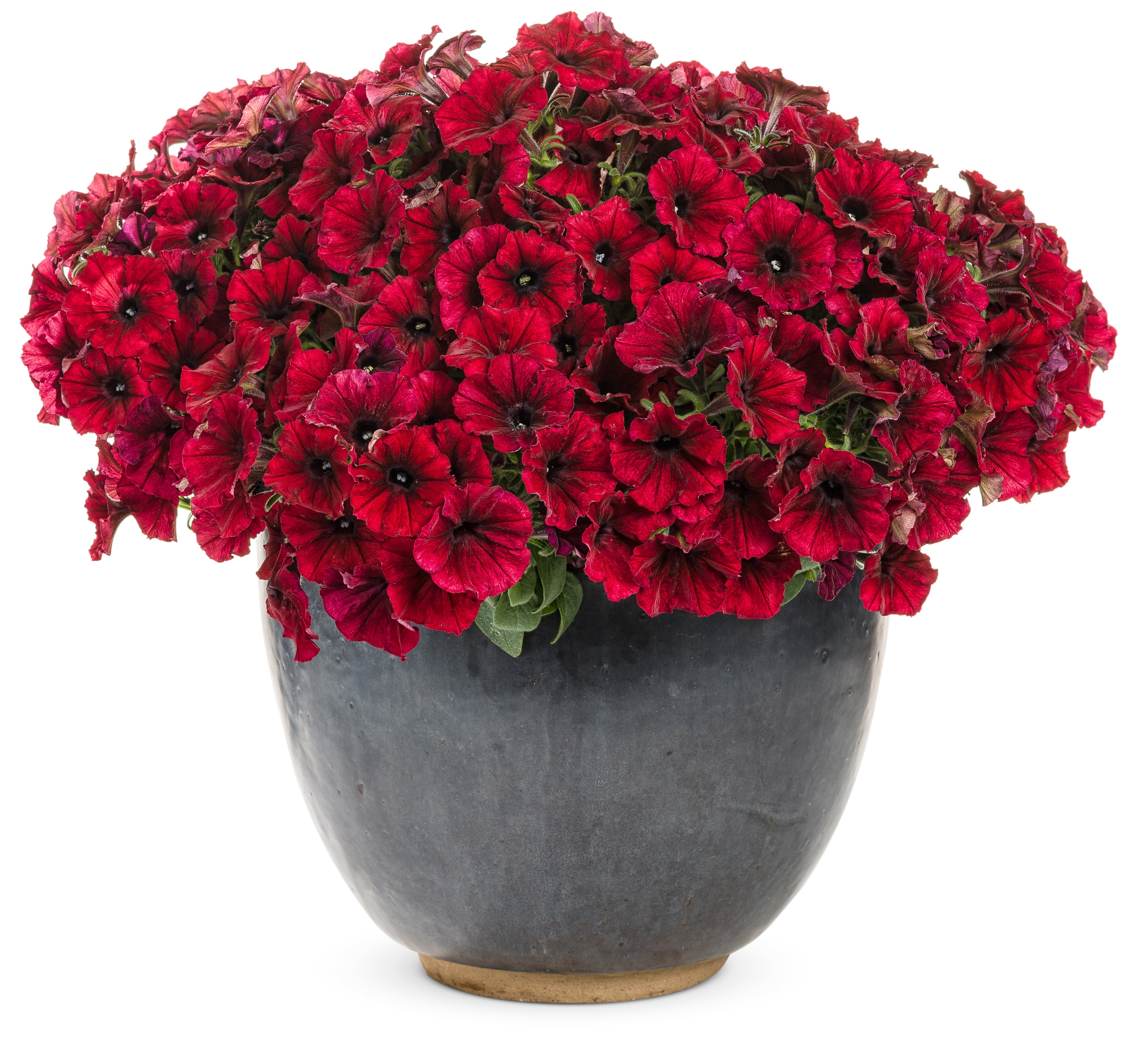 Supertunia® Black Cherry® Petunia | Proven Winners® – Creekside