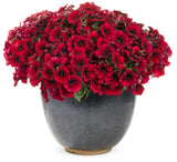 Supertunia Black Cherry petunia in a hanging basket