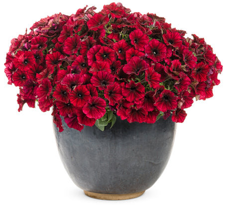 Supertunia Black Cherry petunia in a hanging basket