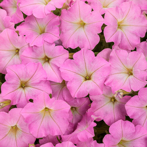 Supertunia Mini Vista Pink Cloud | Proven Winners® – Creekside