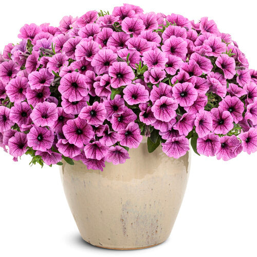 Supertunia Mini Vista® Plum Veined Petunia | Proven Winners