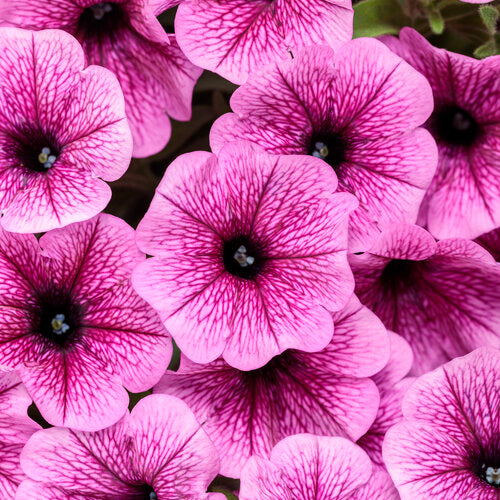 Supertunia Mini Vista Plum Veined petunia in bloom in a pot