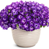 Supertunia Blue Tiara petunia in a nursery pot
