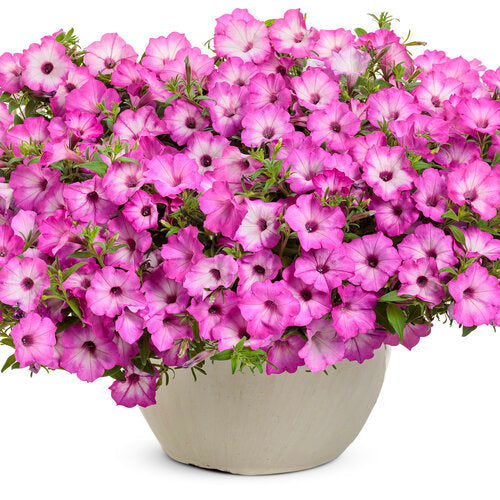Supertunia® Pink Tiara™ Petunia | Proven Winners® – Creekside