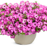 Supertunia Pink Tiara petunia with pink flowers in a pot