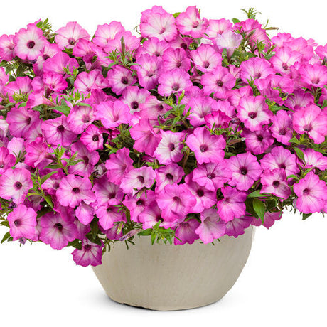 Supertunia Pink Tiara petunia with pink flowers in a pot
