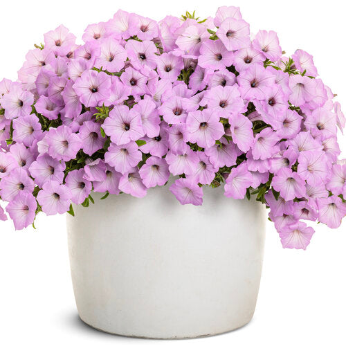 Supertunia Vista Cool Jazz petunia in a nursery pot