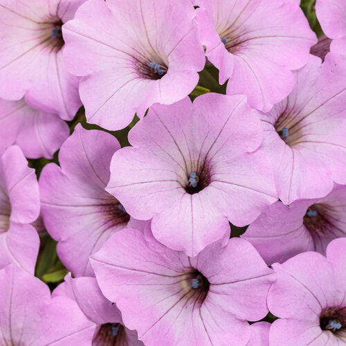 Supertunia Vista Cool Jazz Petunia | Proven Winners® – Creekside