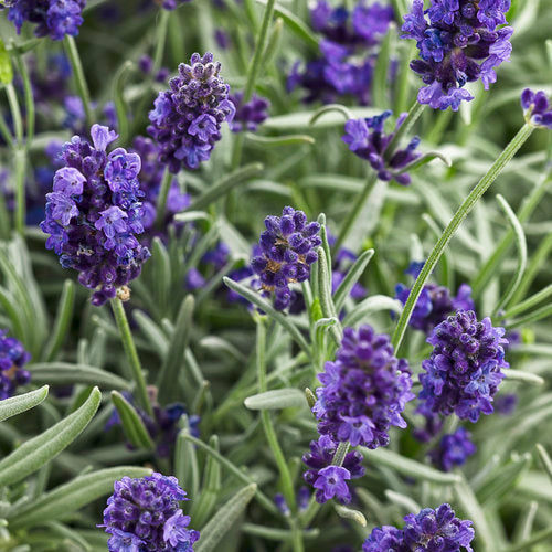 sweet lavender plant SWEET ROMANCE® Lavender