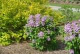 Scentara Pura lilac shrub with purple flower clusters