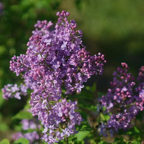 Scentara Pura lilac shrub in bloom with purple flowers