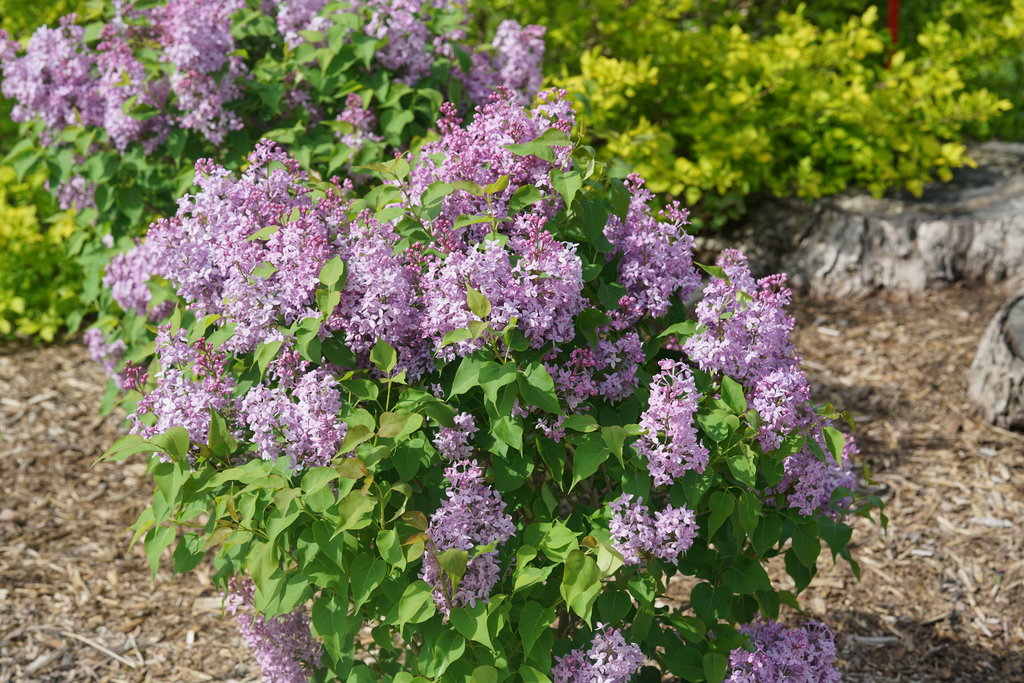White lilac blossoms on a Scentara Pura® Lilac Syringa