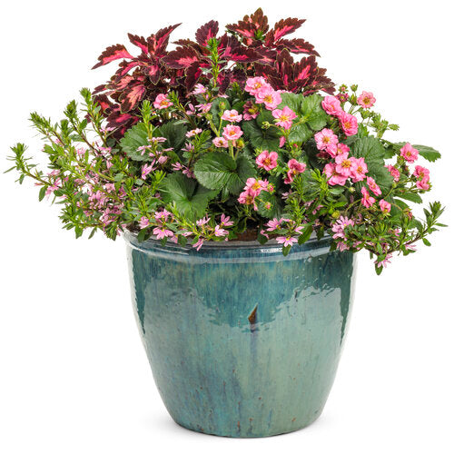 Whirlwind® Pink Scaevola | Proven Winners®