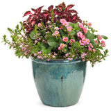 Whirlwind® Pink Scaevola | Proven Winners®