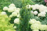 Invincibelle Limetta hydrangea with green-white blooms in pot